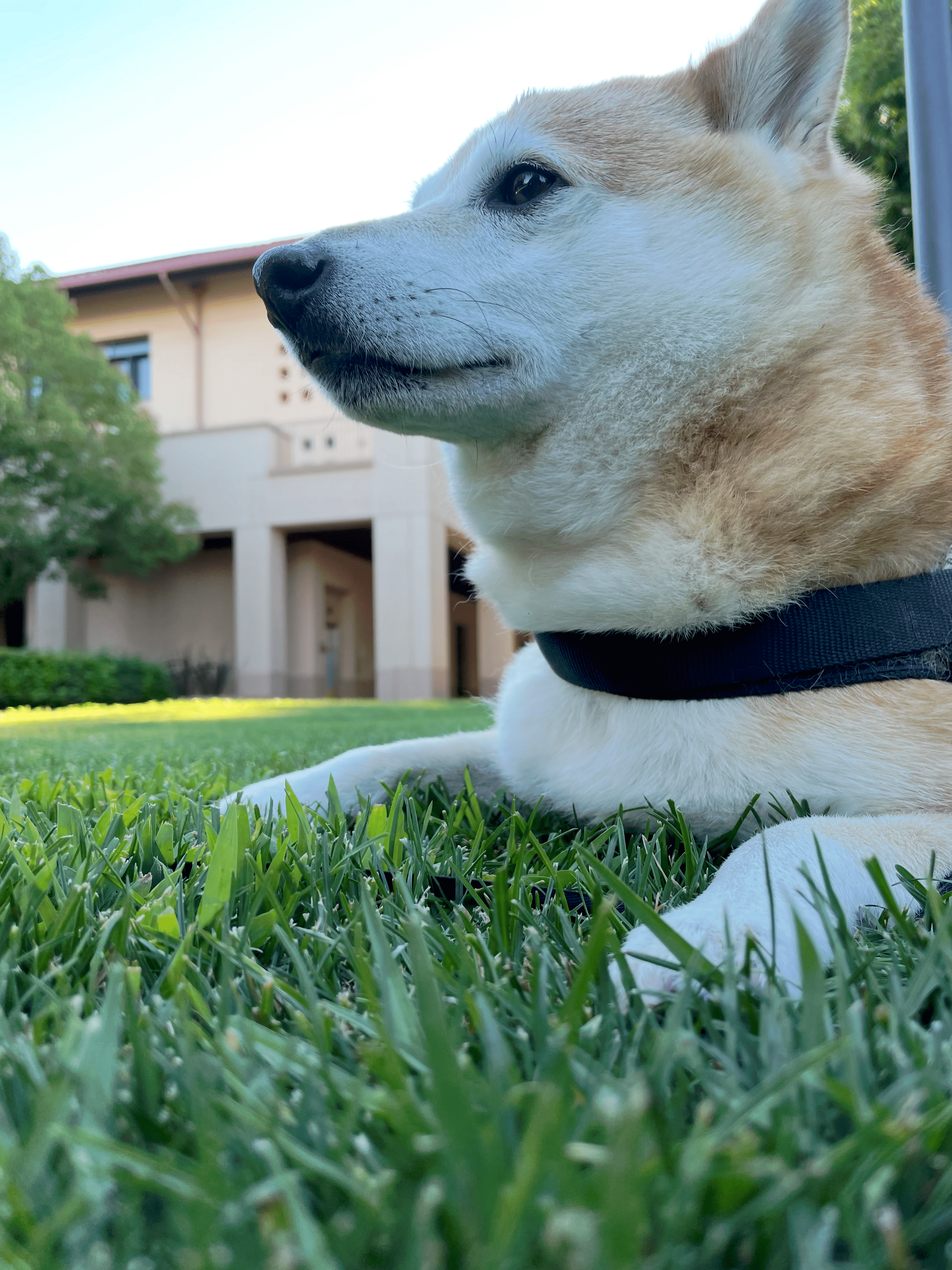 Kai the Shiba Inu